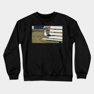 A Gull Standing On A Bench Crewneck Sweatshirt